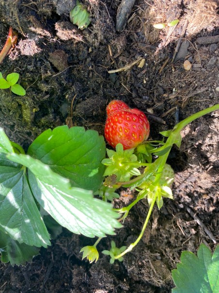 Eine Erdbeere am Strauch.