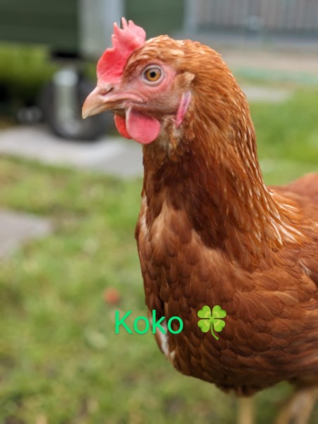 Huhn Koko.