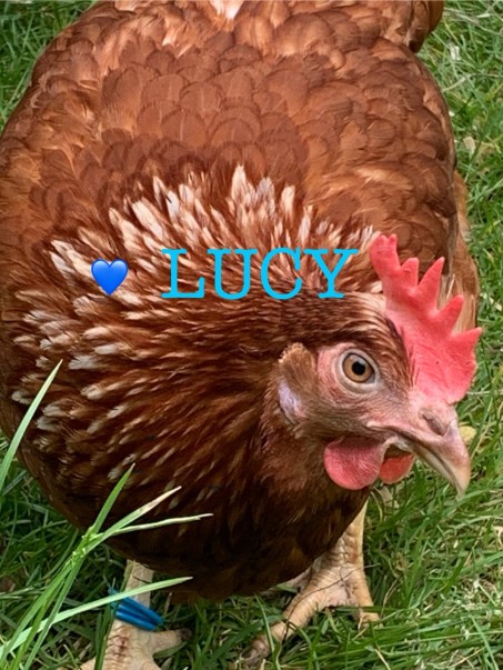Huhn Lucy.