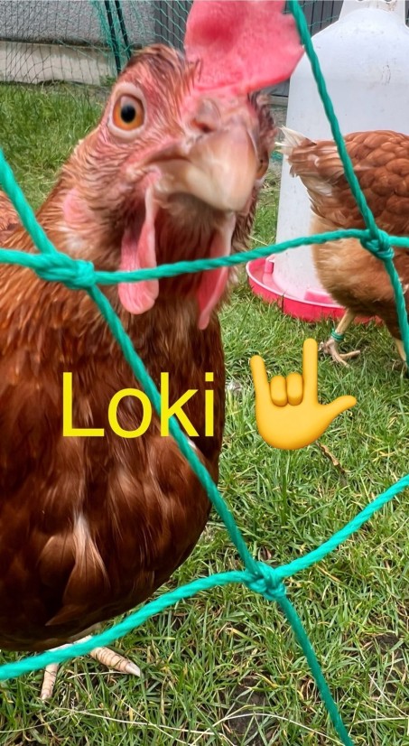 Huhn Loki.