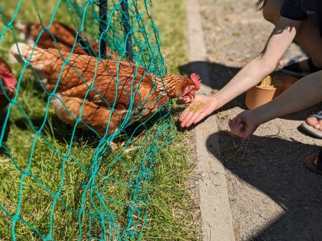 Ein Huhn futtert aus der Hand.