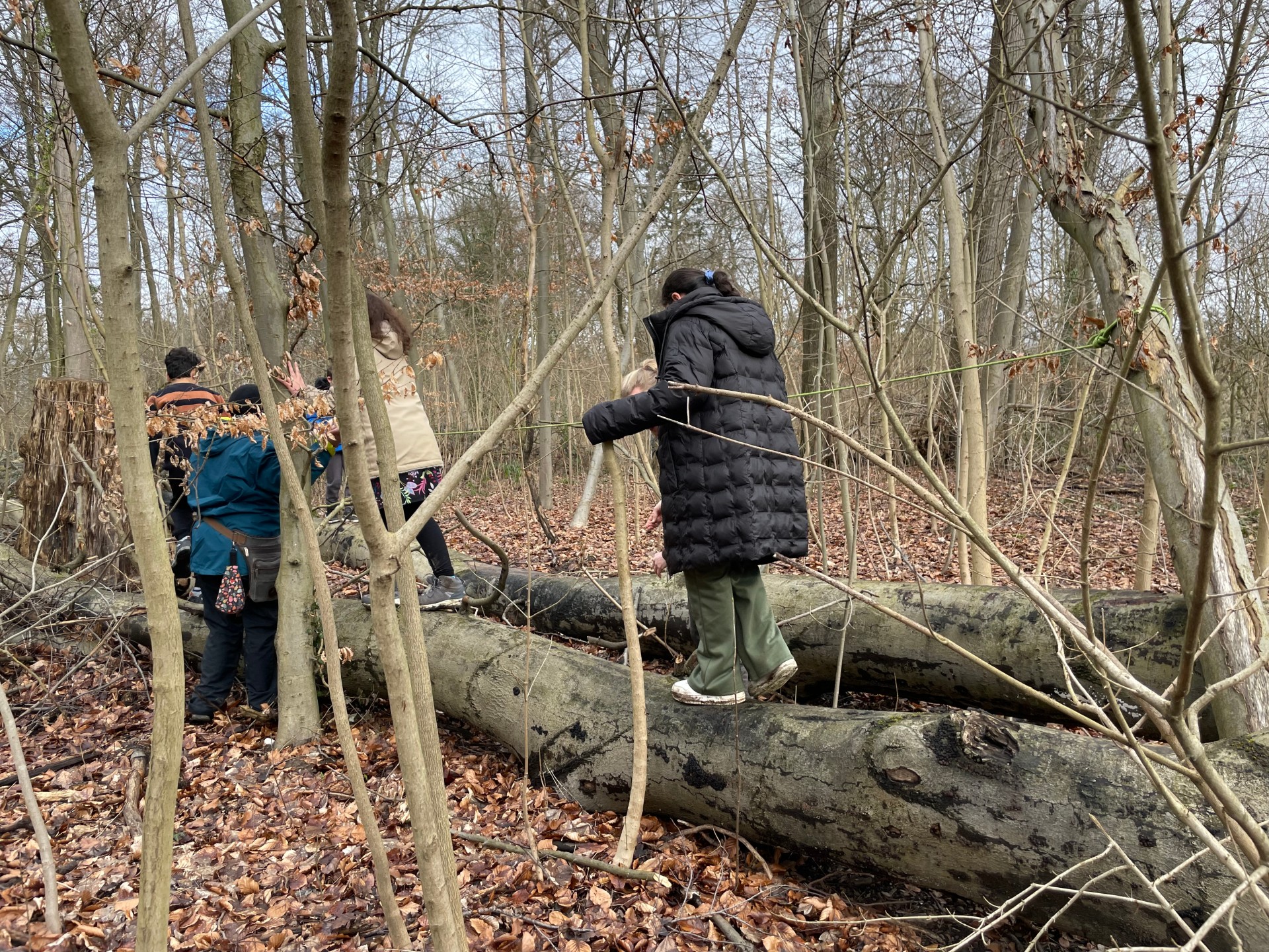 Auf der Suche nach Ästen.